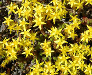 Rozchodniki Sedum Acre
