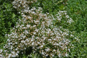 Rozchodnik Sedum Album