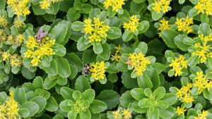 Sedum kamtschaticum