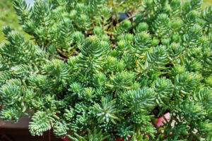 Sedum reflexum green spruce